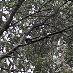 Rhipidura albiscapa at Mount George, NSW - 25 May 2025 03:25 PM