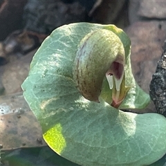 Corysanthes incurva at Jervis Bay Village, JBT - Yesterday by Clarel