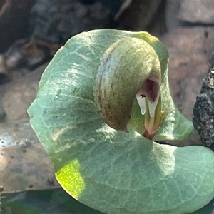 Corysanthes incurva at Jervis Bay Village, JBT - Yesterday by Clarel