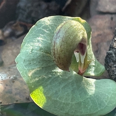 Corysanthes incurva at Jervis Bay Village, JBT - Yesterday by Clarel