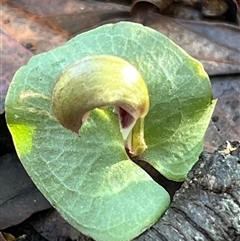 Corybas aconitiflorus at Jervis Bay Village, JBT - suppressed