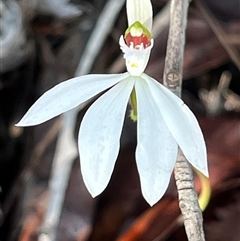 Caladenia picta at Jervis Bay Village, JBT - Yesterday by Clarel