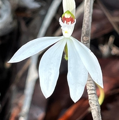 Caladenia picta at Jervis Bay Village, JBT - Yesterday by Clarel