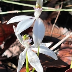 Caladenia picta at Jervis Bay Village, JBT - suppressed