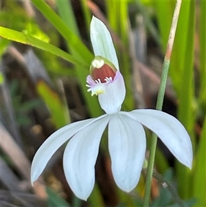 Caladenia picta at Jervis Bay Village, JBT - suppressed