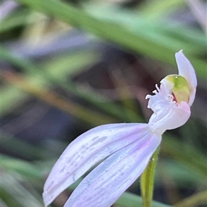 Caladenia picta at Jervis Bay Village, JBT - suppressed