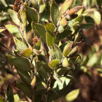Acacia cultriformis at Crowther, NSW - Today by Frecko