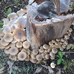 Unverified Fungus at Long Beach, NSW - Today by HelenJ