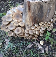 Armillaria sp. at Long Beach, NSW - 25 May 2025 04:22 PM