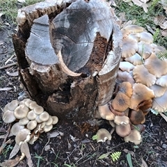 Armillaria sp. at Long Beach, NSW - 25 May 2025 04:22 PM