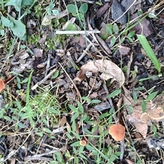 Unverified Cap on a stem; gills below cap [mushrooms or mushroom-like] at Malua Bay, NSW - Today by HelenJ