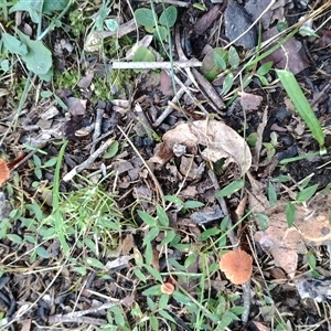 Unverified Cap on a stem; gills below cap [mushrooms or mushroom-like] at Malua Bay, NSW - Today by HelenJ
