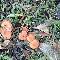 Laccaria sp. at Malua Bay, NSW - 25 May 2025 04:23 PM