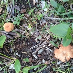 Laccaria sp. at Malua Bay, NSW - 25 May 2025 04:23 PM