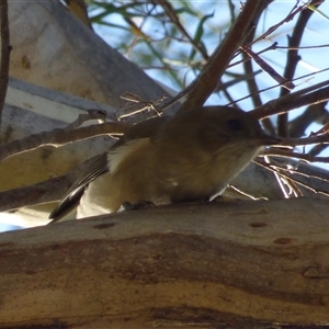 Pachycephala pectoralis at Ridgeway, TAS - Today by VanessaC