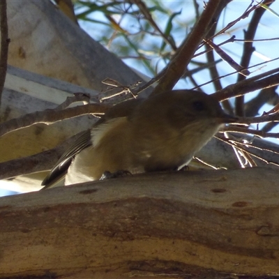 Pachycephala pectoralis at Ridgeway, TAS - Today by VanessaC