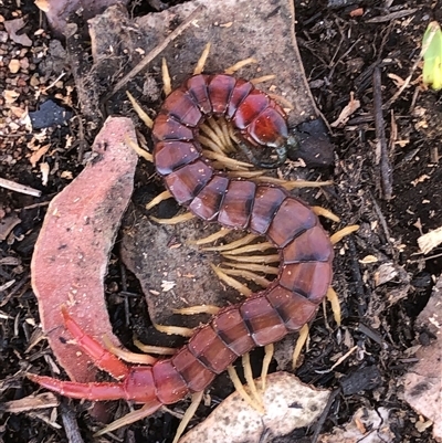 Cormocephalus (genus) at Crowther, NSW - Today by Frecko