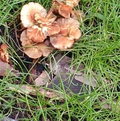 Unverified Fungus at Malua Bay, NSW - Today by HelenJ