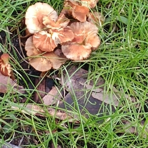 Unverified Fungus at Malua Bay, NSW - Today by HelenJ