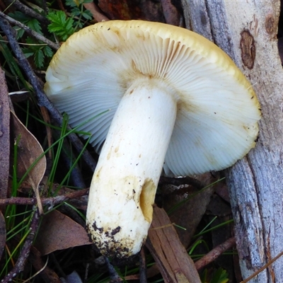 Unverified Cap on a stem; gills below cap [mushrooms or mushroom-like] at Fern Tree, TAS - Today by VanessaC