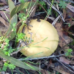 Russula sp. (genus) at Fern Tree, TAS - 25 May 2025 02:40 PM