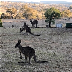 Macropus giganteus (Eastern Grey Kangaroo) at Crowther, NSW - Yesterday by Frecko
