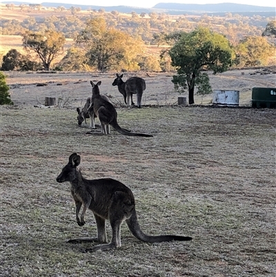 Macropus giganteus (Eastern Grey Kangaroo) at Crowther, NSW - Yesterday by Frecko