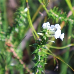 Epacris microphylla at Jervis Bay Village, JBT - Yesterday by Clarel