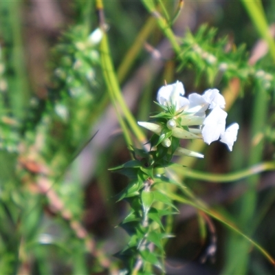 Epacris pulchella (Wallum Heath) at Jervis Bay Village, JBT - Yesterday by Clarel