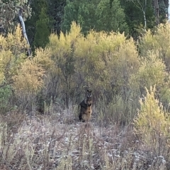 Wallabia bicolor (Swamp Wallaby) at Crowther, NSW - Yesterday by Frecko