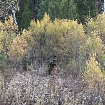 Wallabia bicolor (Swamp Wallaby) at Crowther, NSW - Yesterday by Frecko