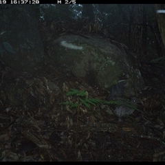 Menura novaehollandiae (Superb Lyrebird) at Bucketty, NSW - 19 May 2025 by MartinPredavec
