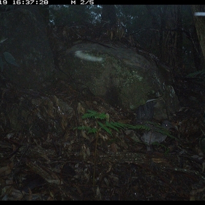 Menura novaehollandiae (Superb Lyrebird) at Bucketty, NSW - 19 May 2025 by MartinPredavec