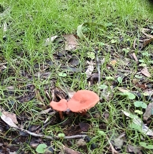 Unverified Fungus at Malua Bay, NSW - Today by HelenJ