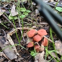 Laccaria sp. at Malua Bay, NSW - 25 May 2025 04:25 PM