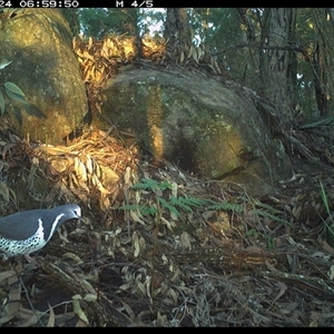 Leucosarcia melanoleuca at Bucketty, NSW - 24 May 2025 06:59 AM