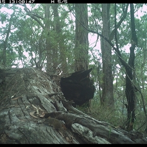 Antechinus flavipes at Bucketty, NSW - 15 May 2025 01:08 PM