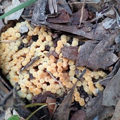Unverified Other fungus at Long Beach, NSW - Today by HelenJ