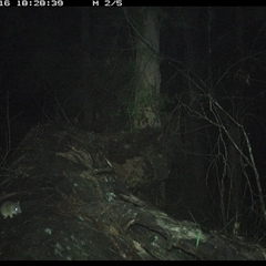 Antechinus flavipes (Yellow-footed Antechinus) at Bucketty, NSW - 16 May 2025 by MartinPredavec