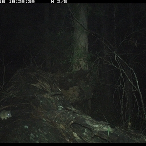 Antechinus flavipes at Bucketty, NSW - 16 May 2025 by MartinPredavec