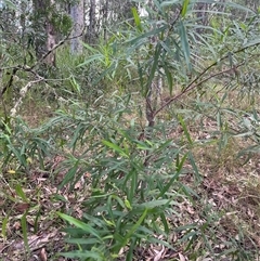 Unverified Other Shrub by JenniferS