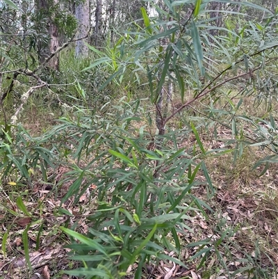 Unverified Other Shrub by JenniferS
