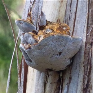 Unverified Other fungi on wood at Ridgeway, TAS - Today by VanessaC