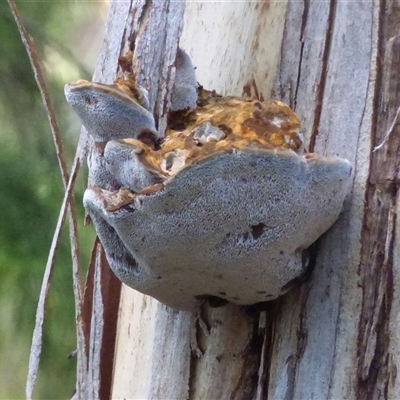 Unverified Other fungi on wood at Ridgeway, TAS - Today by VanessaC