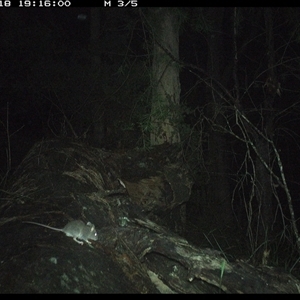 Mus musculus at Bucketty, NSW - 17 May 2025 07:53 PM