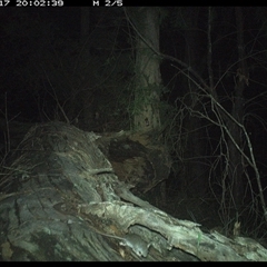 Mus musculus at Bucketty, NSW - 17 May 2025 07:53 PM