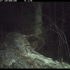 Mus musculus at Bucketty, NSW - 17 May 2025 07:53 PM