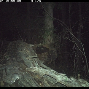 Mus musculus at Bucketty, NSW - 17 May 2025 07:53 PM