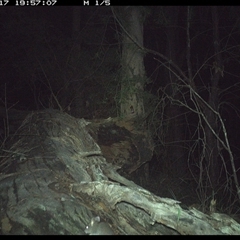 Mus musculus at Bucketty, NSW - 17 May 2025 07:53 PM