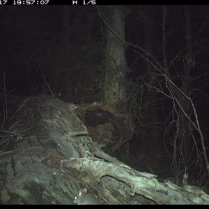 Mus musculus at Bucketty, NSW - 17 May 2025 07:53 PM